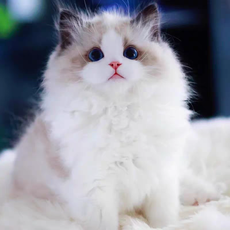 猫舍直销,批发价出售,布偶猫